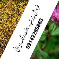 فروش بذر شبدر