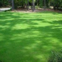 بذر چمن ، بذر چمن سوپر اسپرت هلنذی