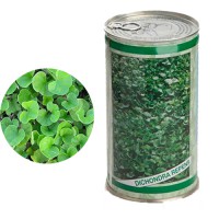 قیمت بذر چمن دایکوندرا ( بذر چمن آفریقایی )