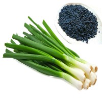 10 نوع بذر پیازچه , قیمت بذر پیازچه خارجی و ایرانی