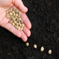 ارزان ترین قیمت بذر سبزی سبزیجات برای باغچه و گلخانه