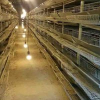 فروش کود بلدرچین باکیفیت