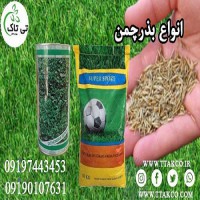 بذر چمن ، بذر شبدر دایکوندرا ، بذر چمن دایکوندرا