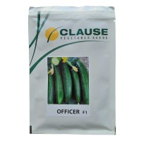 بذر خیار آفیسر کلوز 09195284072