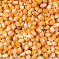 ذرت پاپ کورن