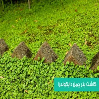 قیمت کیلویی شبدر زینتی دایکوندرا | بذر چمن سرسبز 09190993466