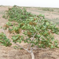 ۷۲ هکتار باغ پسته ده ساله با آب فراوان