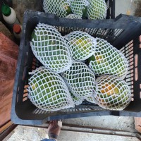 فوم توری پلی اتیلن | فوم توری میوه 09190960017