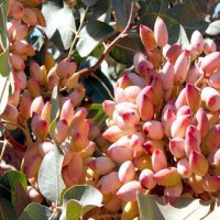 میزان مصرف کود کبوتر برای انواع گیاهان چقدر است؟