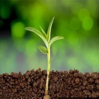 بهترین زمان کود دهی کود کبوتر کی می باشد؟