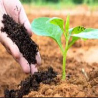 میزان و نحوه کود دهی کمپوست کود کبوتر