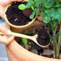 چگونه کمپوست کود کبوتر تولید کنیم؟