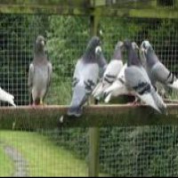 قیمت کود کبوتر اهلی چقدر است؟