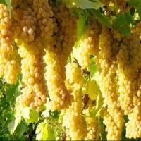 کود کبوتر برای انگور