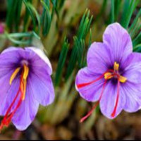 کود کبوتر برای زعفران