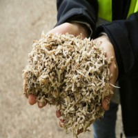 تفاله چغندر قند