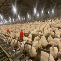 فروشنده بوقلمون بیوتی فقط عمده