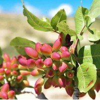 ۷۲۰ جریب مزرعه