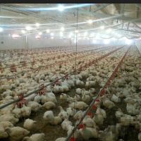 فروش مرغداری در آباده