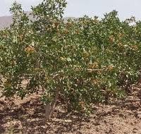 فروش باغ پسته در دامغان سرمایه گذاری مطمئن