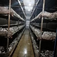 فروش کارخانه تولید قارچ خوراکی در اراک