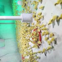 نیازمند اجاره مرغداری