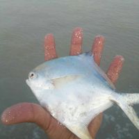 ماهی زبیدی صادراتی