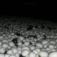 فروش کارخانه قارچ مروارید طلایی در جاده ملارد