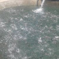 فروش پرورش ماهی درآذربایجان شرقی