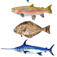 فروش خرچنگ صید روز