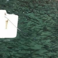 فروش استخر پرورش ماهی گرم آبی در فومن