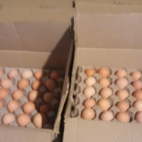 تولید وپخش تخم مرغ خوراکی ونطفه دار تهران