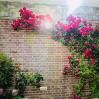 پخش پوستر های سه بعدی در بندر ماهشهر