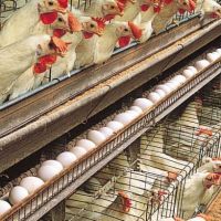 فروش مرغداری تخمگذار در قم