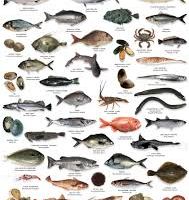 فروش ماهی سنگسر طلائی صید روز