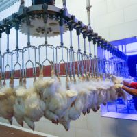 فروش گشتارگاه مرغ سمنان