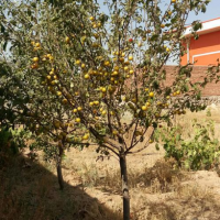 فروش یا معاوضه 2250 متر کارگاه در تبریز