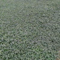 تولید انواع نشا گوجه فلفل بادمجان در بوشهر