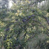 فروش زمین کشاورزی وباغ در اصفهان فریدونشهر