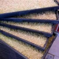 فروش دستگاه تولید جوانه