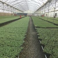 فروش گلخانه در قزوین