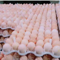 نیاز به شریک جهت پرورش مرغ بومی اصفهان