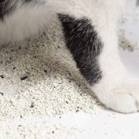 خاک گربه چیست