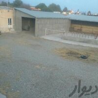 فروش 1500 متر گاوداری در نظرآباد