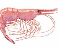 پخش میگو صورتی صید روز