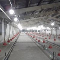 فروش مرغداری مرغ مادر در تهران