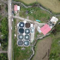 فروش پرورش ماهی در ماسال