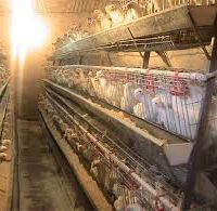 فروش مرغداری تخمگذار مکانیزه