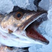 فروش ماهی جنوب صید روز