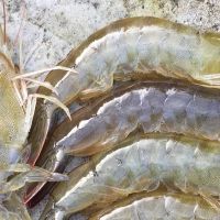 پخش عمده میگو صید روز